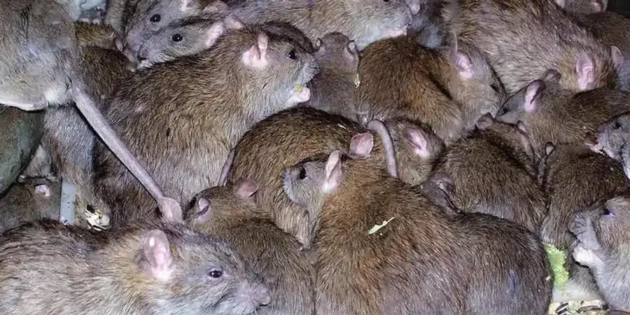 Many rats clustered together
