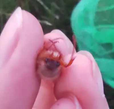 White grub larva held in a hand showing C-shaped body and brown head