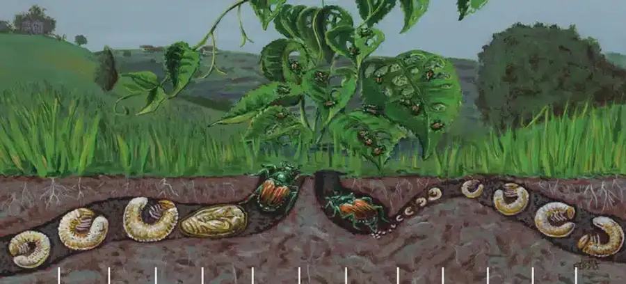 Beetles and grubs in soil illustration