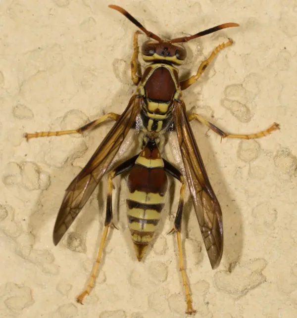 Top-down view of a guinea wasp showing distinctive brown and yellow banded pattern