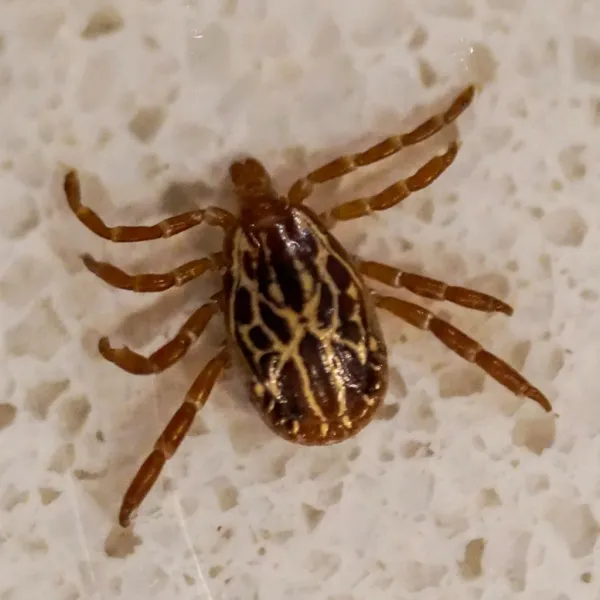 Top-down view of an adult Gulf Coast tick showing distinctive silvery-white ornate markings on the scutum