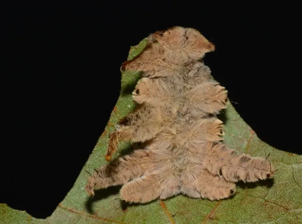 Top-down view of a tan hag moth caterpillar on a leaf showing its fuzzy body and long, curled arm-like side flaps