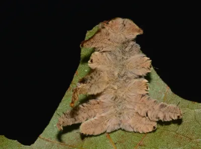 Top-down view of a tan hag moth caterpillar on a leaf showing its fuzzy body and long, curled arm-like side flaps
