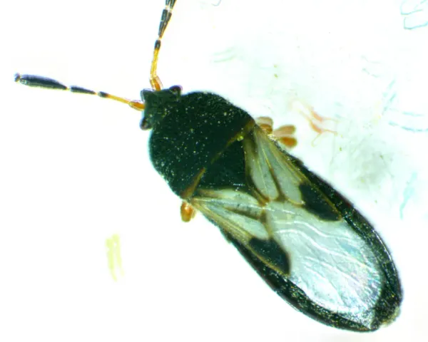 Close-up of a hairy chinch bug showing its black body with distinctive white wings