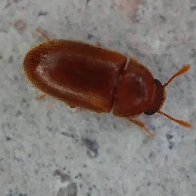 Hairy Fungus Beetles