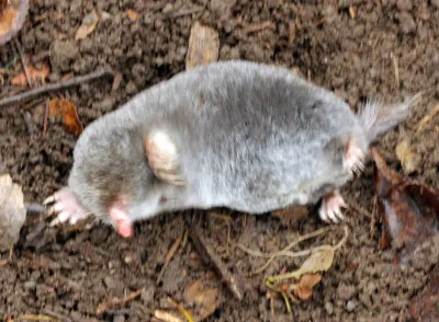 Hairy-tailed mole on soil showing velvety gray-black fur and broad front paws
