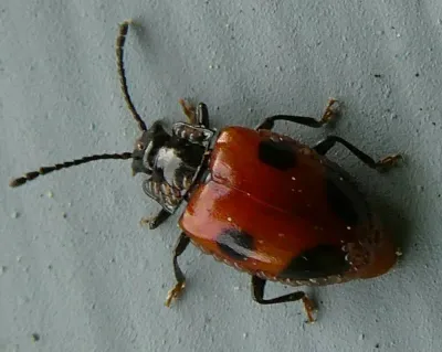 Handsome Fungus Beetles
