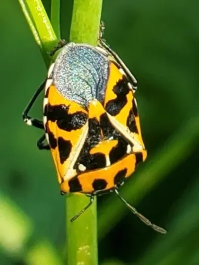 Adult harlequin bug showing distinctive orange and black shield-shaped pattern on green plant stem