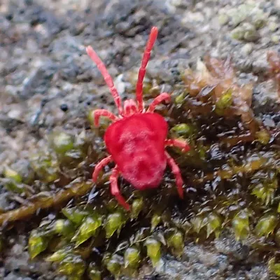 Close-up of a red harvest mite showing its round body and eight legs