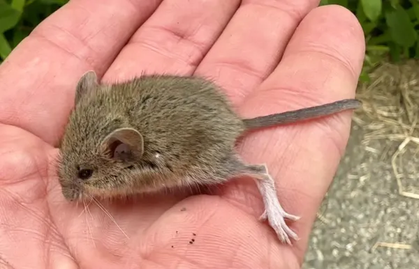 Western harvest mouse showing characteristic brown fur and long tail