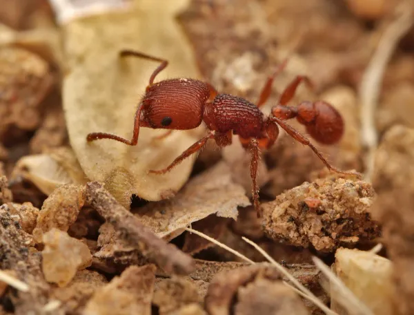 Side profile of a red harvester ant showing characteristic body structure and reddish-brown coloration