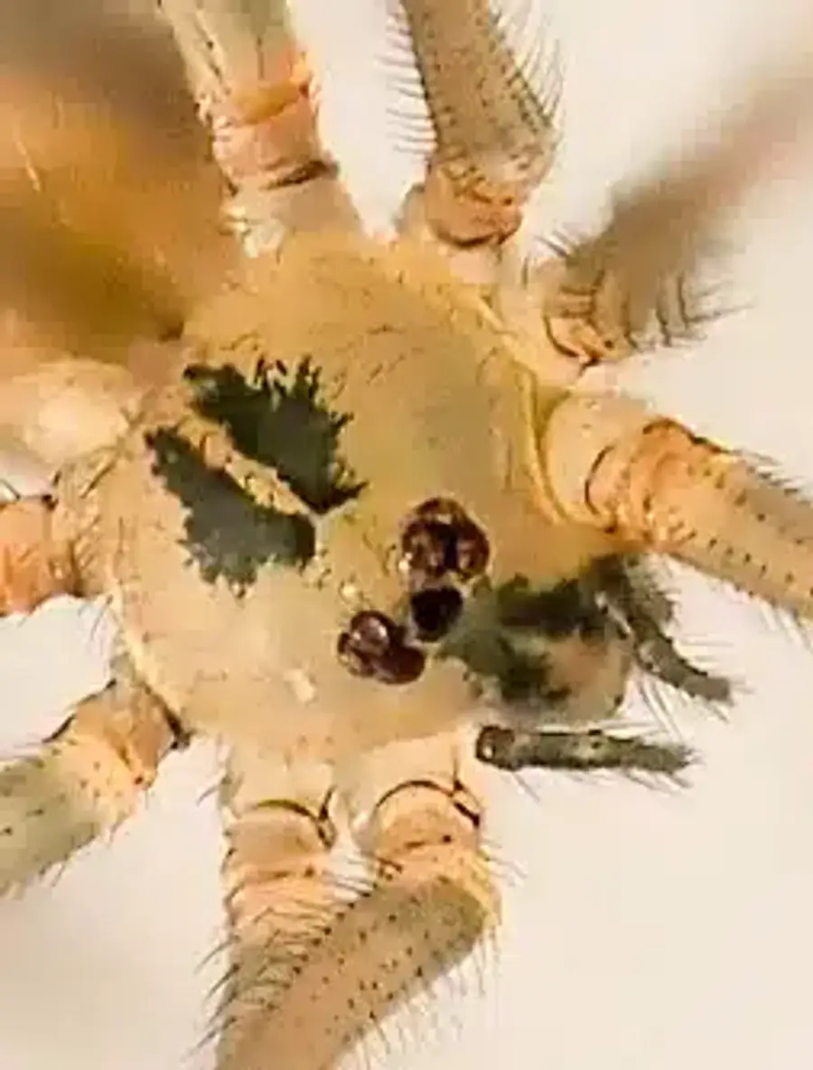 Harvestman showing single oval body with no waist separation