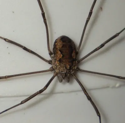 Brown harvestman showing characteristic oval body and long thin legs from above