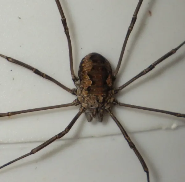 Brown harvestman showing characteristic oval body and long thin legs from above