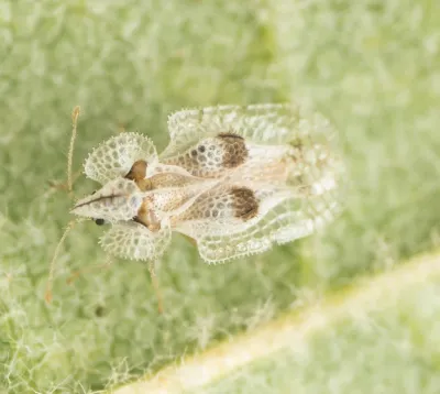 Adult hawthorn lace bug showing distinctive lace-patterned wings from above