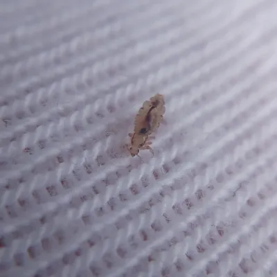 Adult head louse on white fabric showing its translucent tan body, six clawed legs, and dark digestive tract