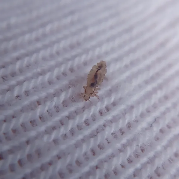 Adult head louse on white fabric showing its translucent tan body, six clawed legs, and dark digestive tract