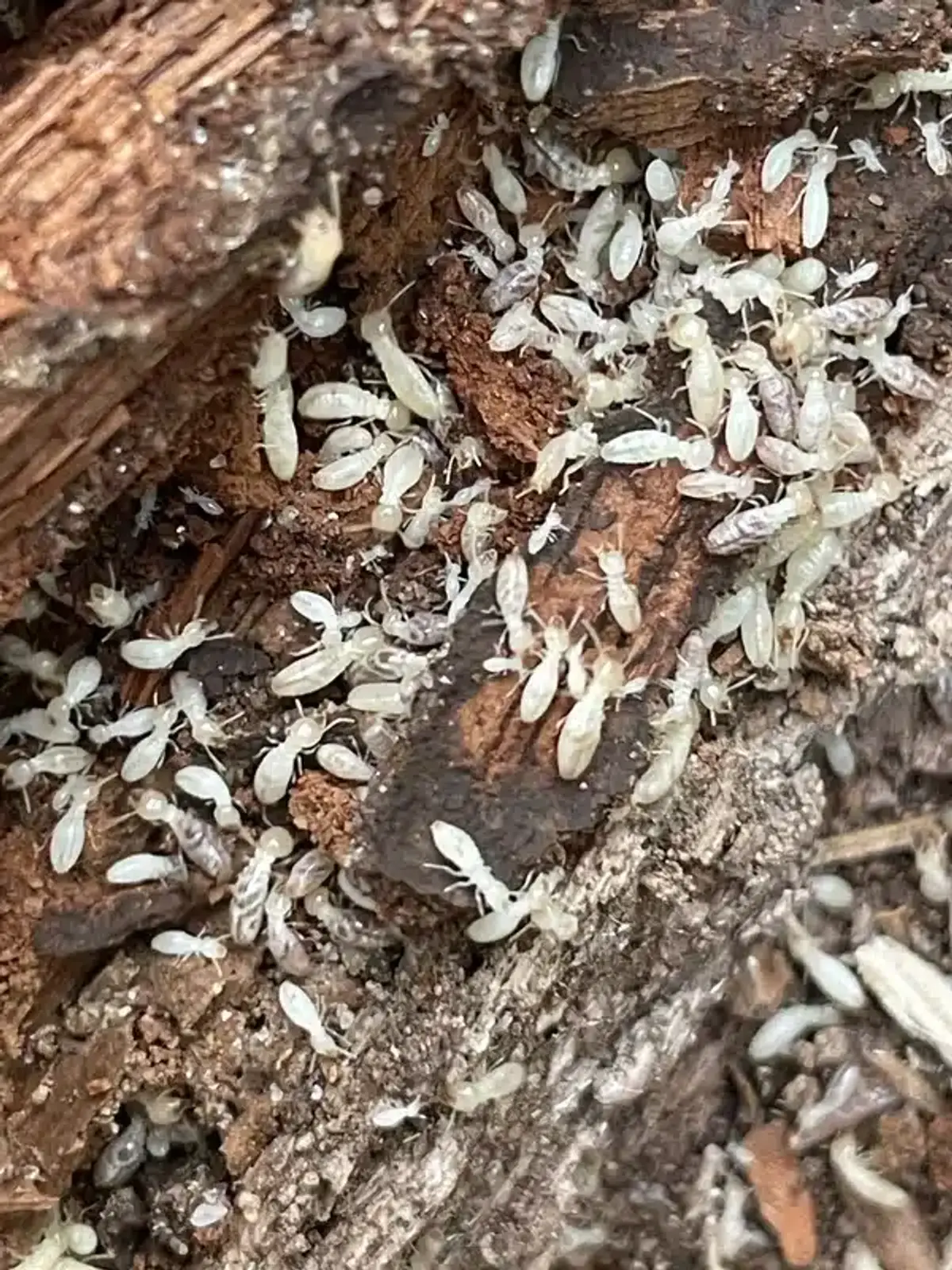 Numerous termite workers densely packed on and in decaying firewood.