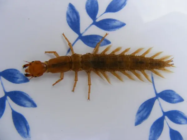 Hellgrammite larva showing segmented body and lateral filaments on white background