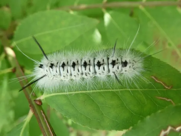 Hickory tussock moth caterpillar on a green leaf showing white hairs, black back tufts, and long black hair pencils