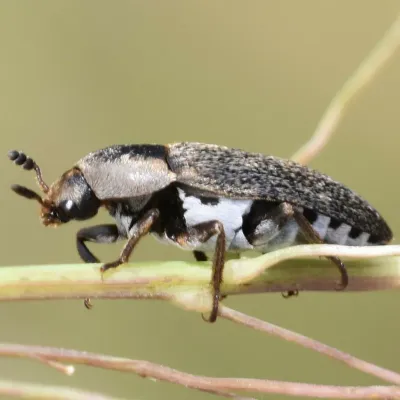 Side view of an adult hide beetle on a plant stem showing dark body and pale hair patches