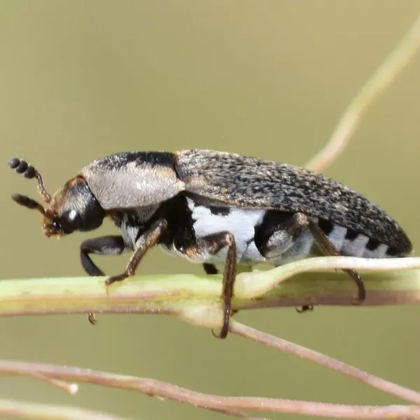 Side view of an adult hide beetle on a plant stem showing dark body and pale hair patches