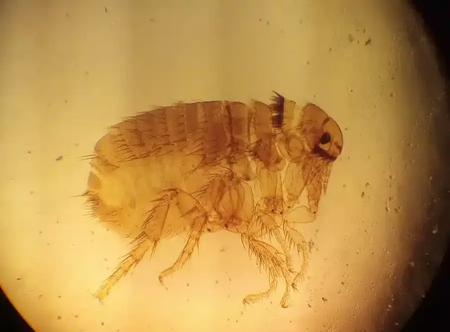 High magnification flea showing bristles and mouthparts