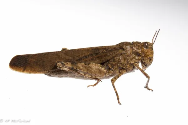 Side profile of a High Plains grasshopper showing its distinctive body shape and wing structure