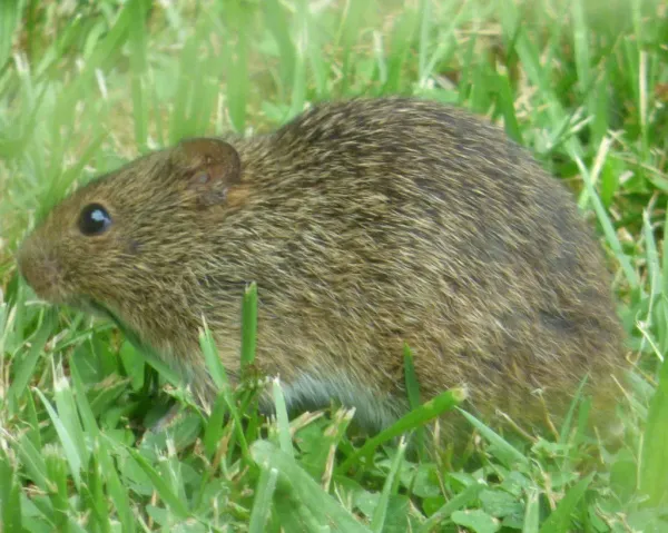 Hispid cotton rat in green grass showing its characteristic coarse brown fur and compact body