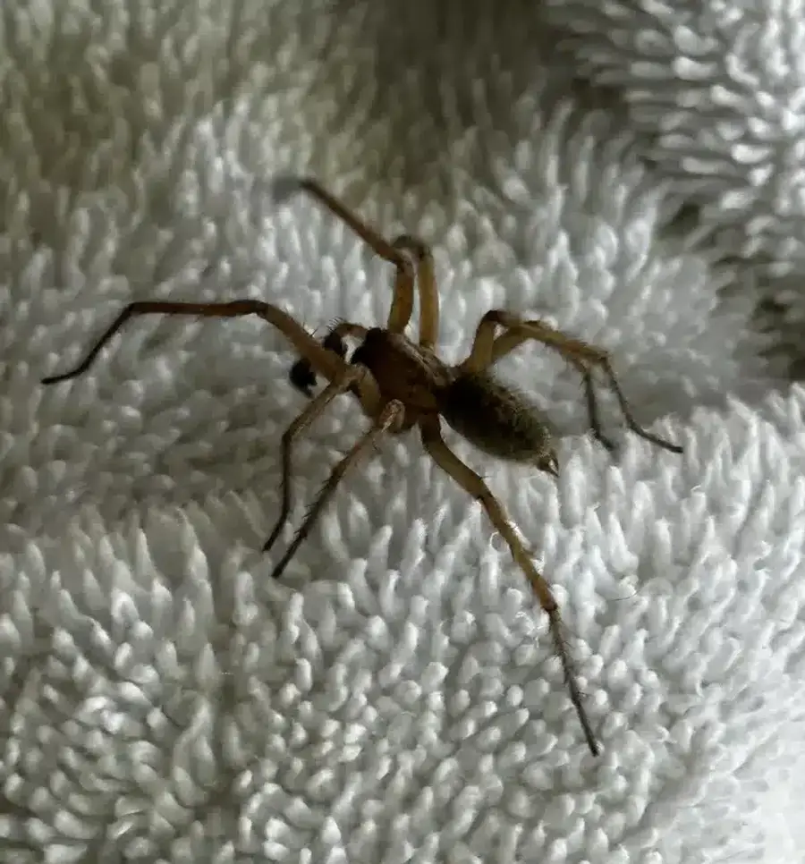 Detailed view of hobo spider on light fabric background