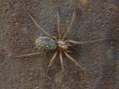 Hobo spider on textured surface showing characteristic brown coloring and body pattern