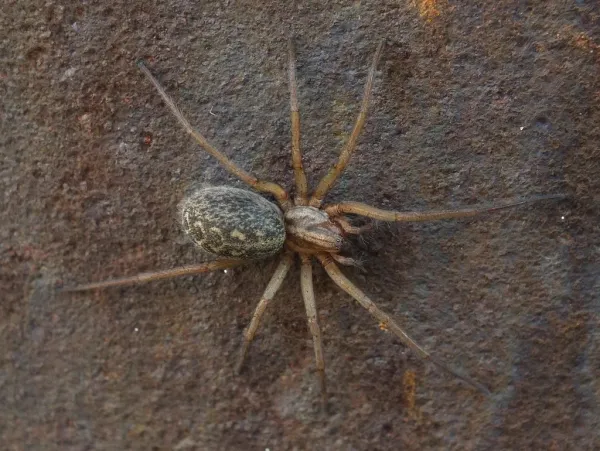 Hobo spider on textured surface showing characteristic brown coloring and body pattern