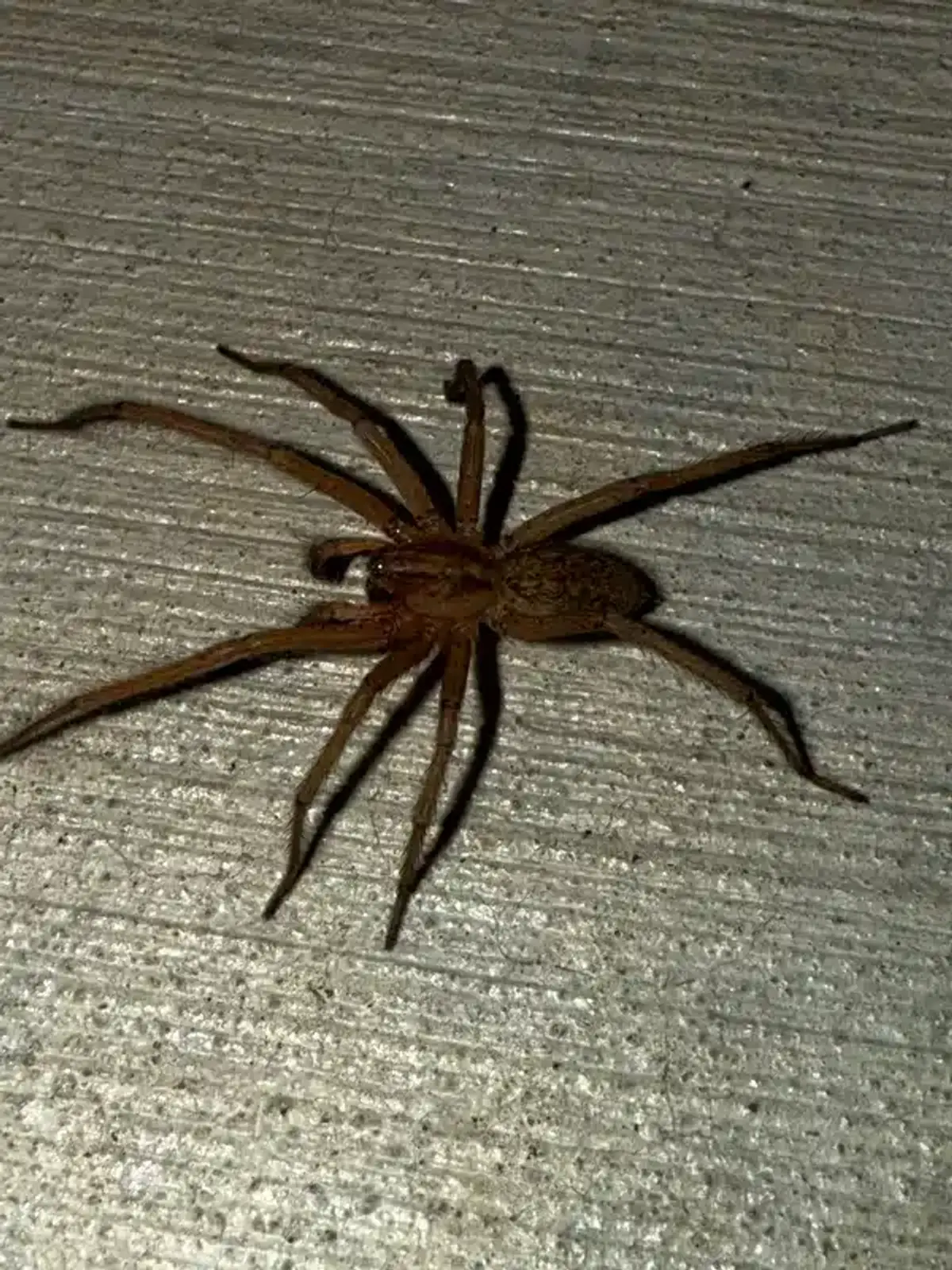 Hobo spider on outdoor concrete showing typical habitat