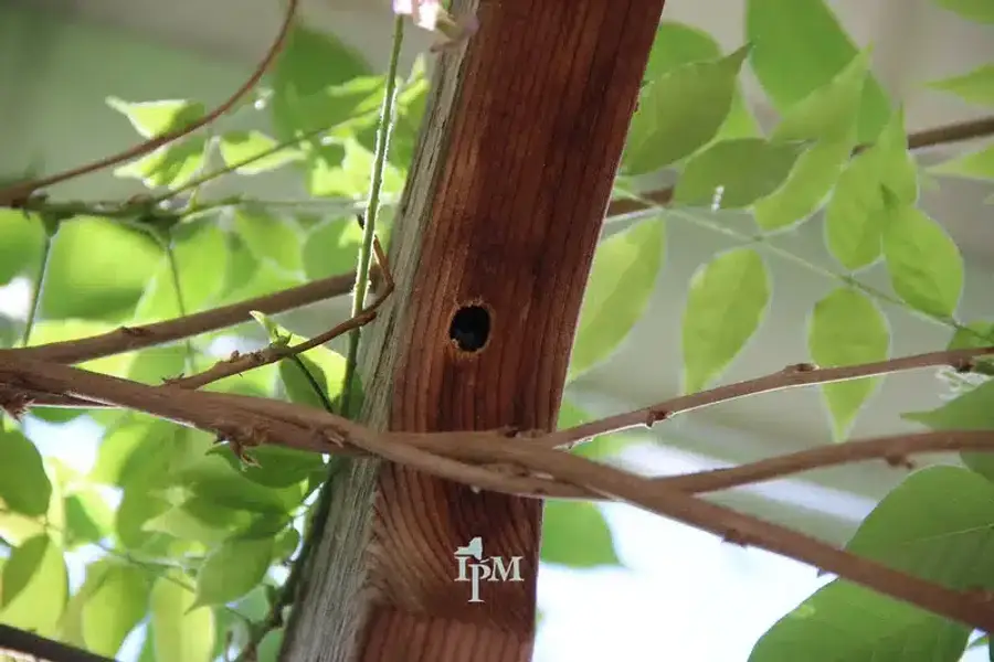 Wooden post with hole and foliage