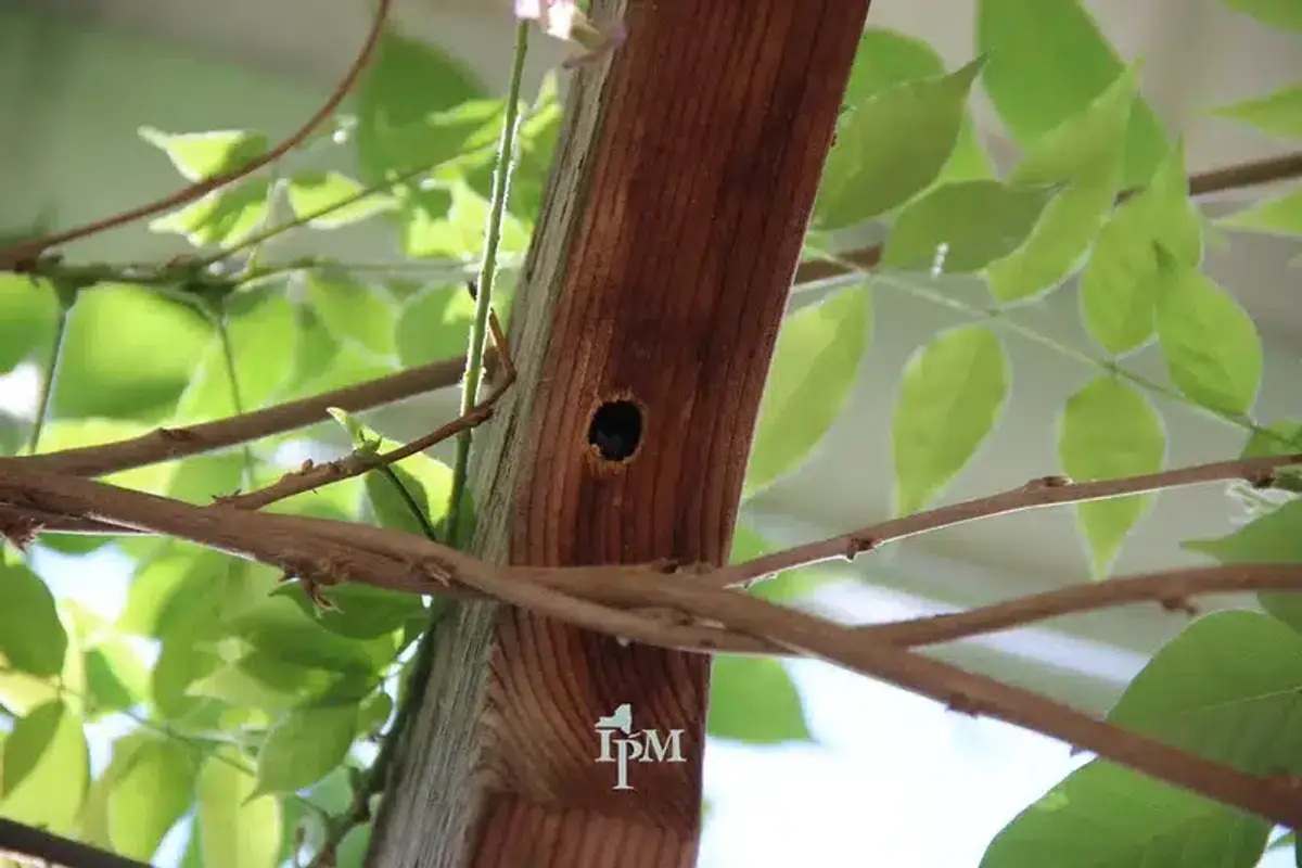 Round carpenter bee hole in wooden post