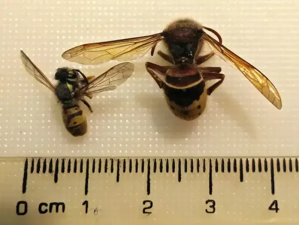 Hornet vs Wasp: The Difference, the Size Gap, and Local Species