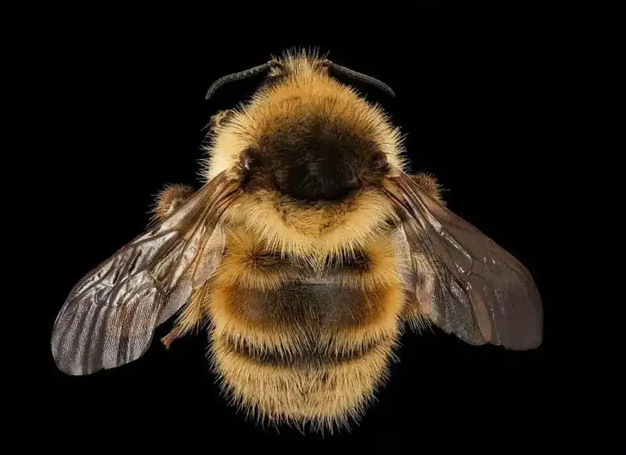Close-up of a honey bee
