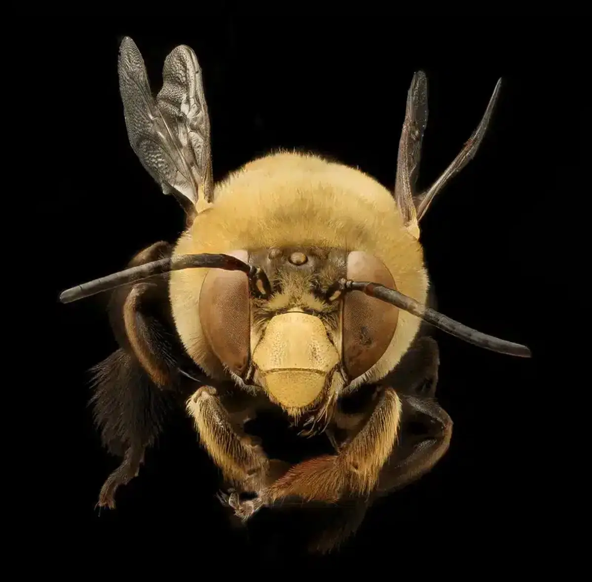 Close-up of a honey bee