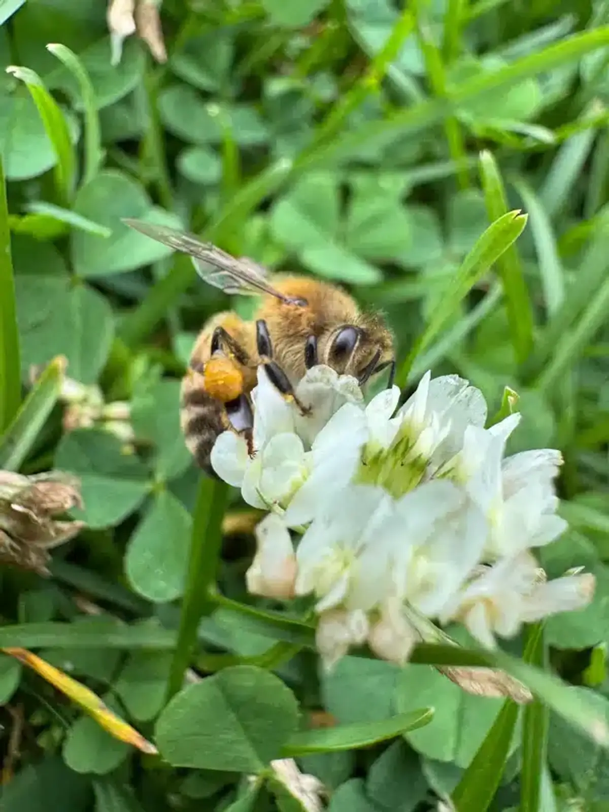 Honey bee collecting pollen on clover flower