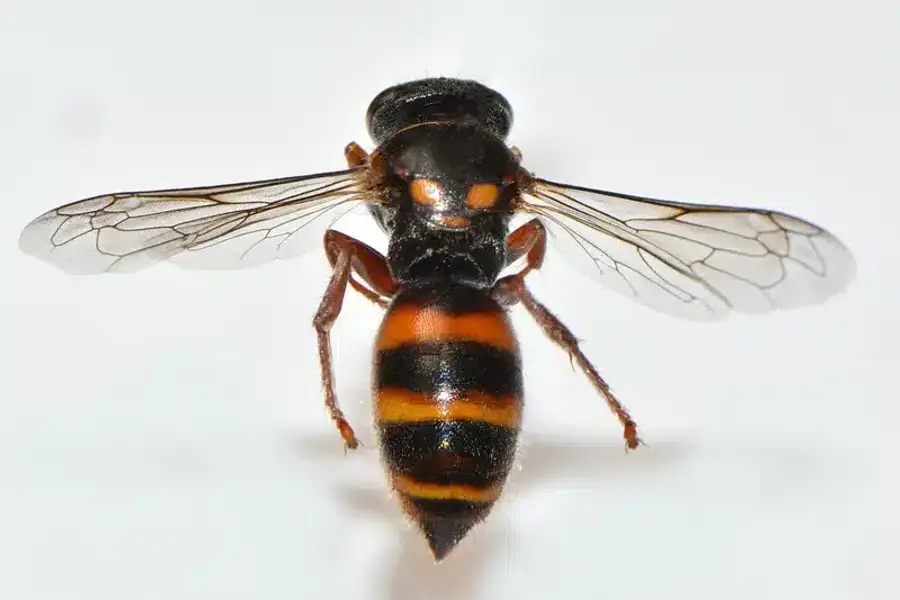 Close-up of a honey bee