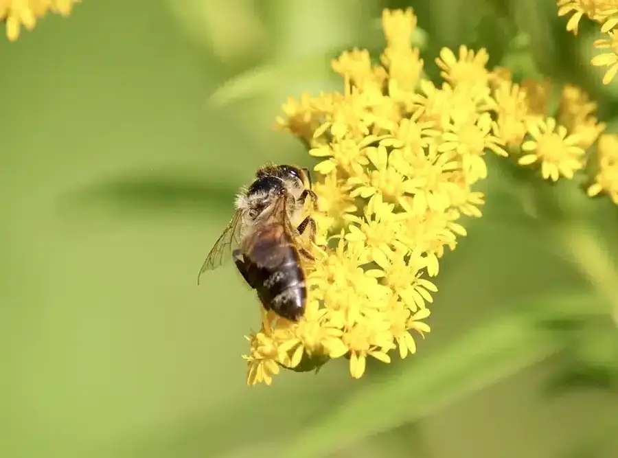 Honey bee on yellow flowers showing fuzzy striped body
