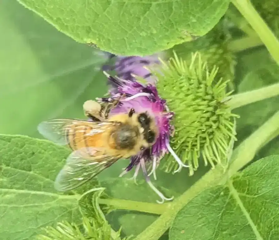 Honey bee collecting pollen from a purple flower