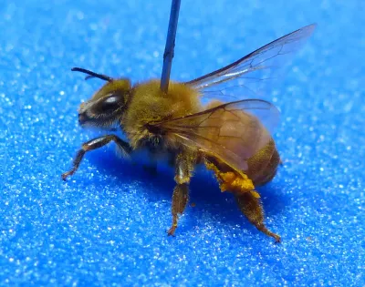 Close-up side view of a Western honey bee showing full body, wings, legs, and pollen basket on blue background