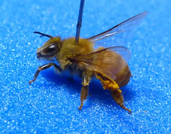 Close-up side view of a Western honey bee showing full body, wings, legs, and pollen basket on blue background