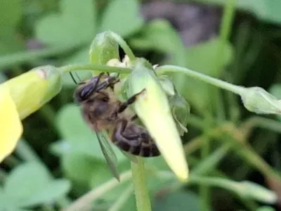 Honey Bees image
