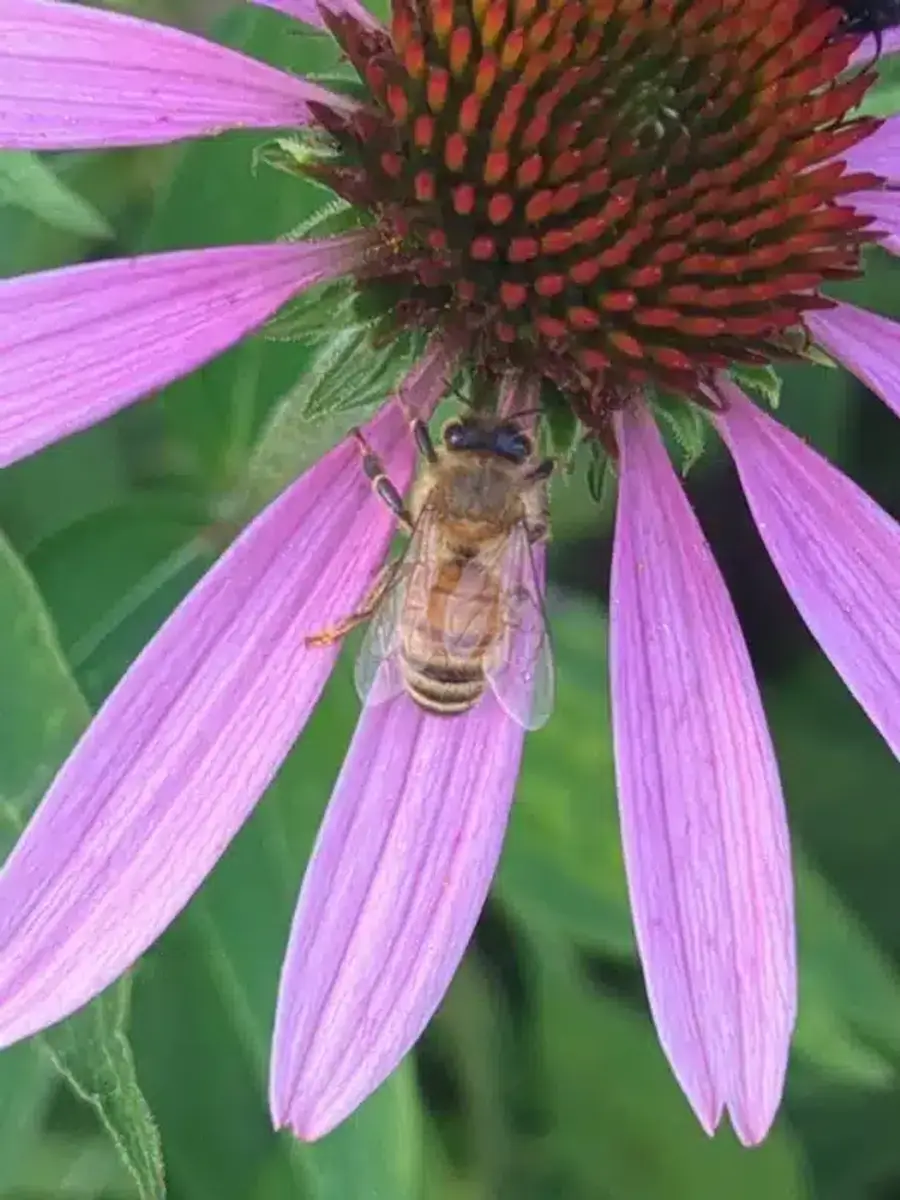 Honeybee pollinating purple coneflower showing slender amber body