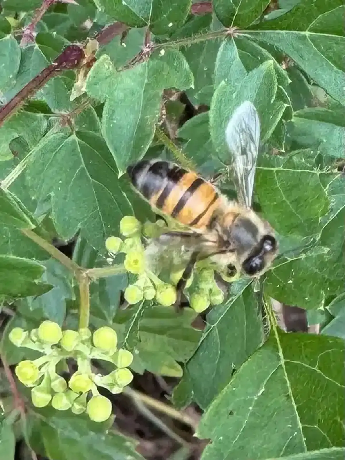 Close-up of a honey bee showing amber and brown banded abdomen and light body hair