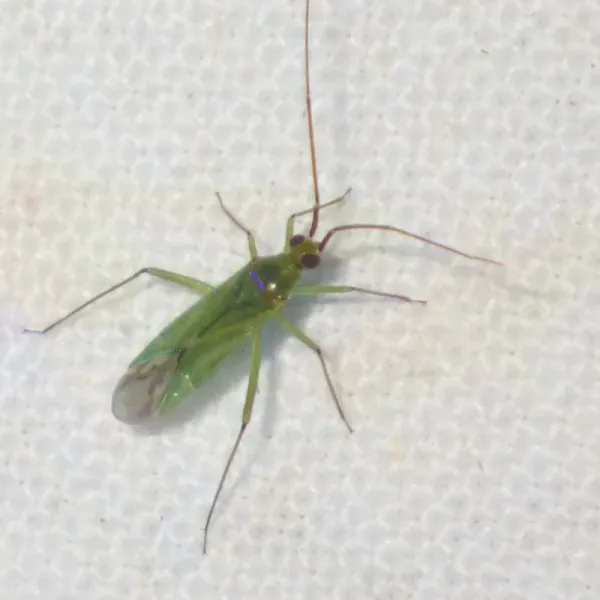 Top-down view of a honeylocust plant bug showing its pale green body and long antennae on a white surface
