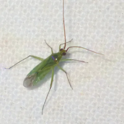 Top-down view of a honeylocust plant bug showing its pale green body and long antennae on a white surface