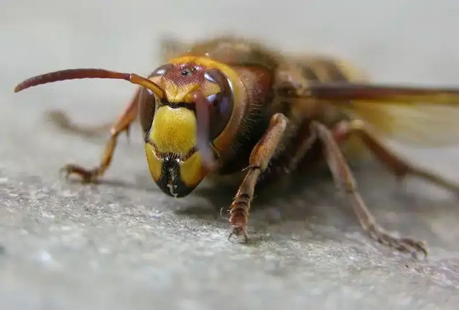 Close-up of a hornet